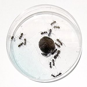 개미넣기(개미 7마리전후)